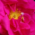 Roze - Gallica roos - Gallica 'Officinalis'